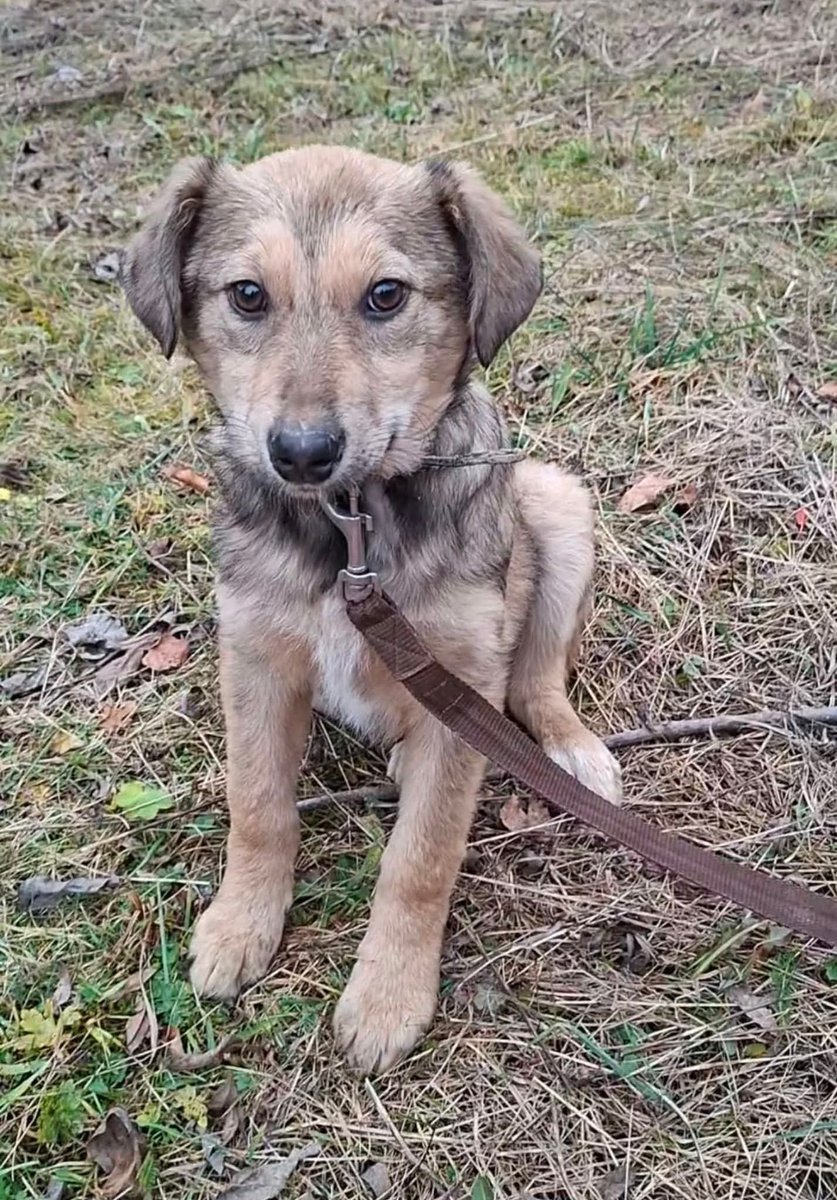 HUND vermisst
79219 Staufen im Breisgau
28.12.2025 Kopie:
Hund entlaufen in Staufen
Wenn ihn jemand sieht bitte melden 🙌🙌🙌

☎️ 0176 23374692