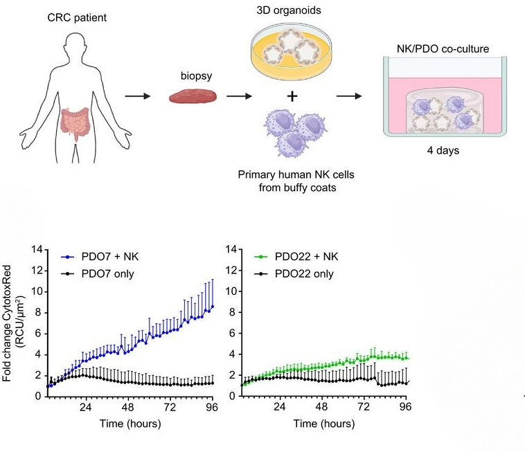 Cerwenka Lab tweet media