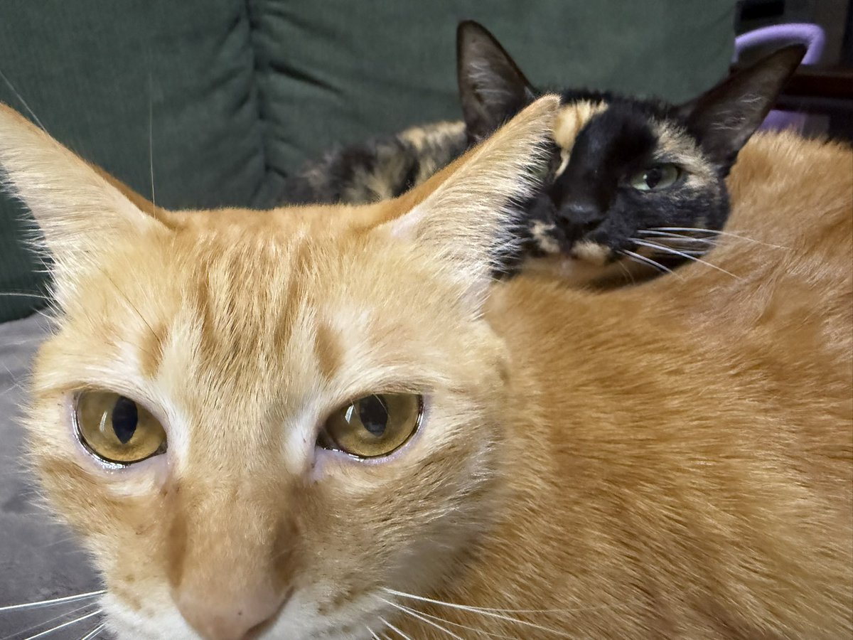 無事仕事納め 今年も1年見守ってくれててありがとね🐈🐈‍⬛🐈‍⬛