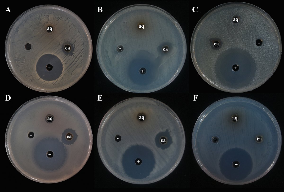 MycoKeys tweet media