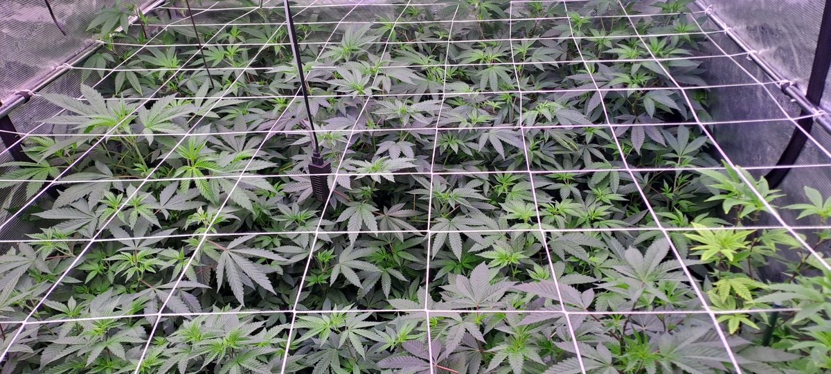 TempusfugitGen's tweet photo. Powered by @ghfeeding 
control System by TENT-X Trolmaster.
Genetics from
@berner415 with Tiger Paws and Velvet Cream 
@exoticgenetix with Dirty little secret 
@blockheadbuds with Berry Bonds
the other it s a hunt from namek genetics https://t.co/q7in4mfPS6
