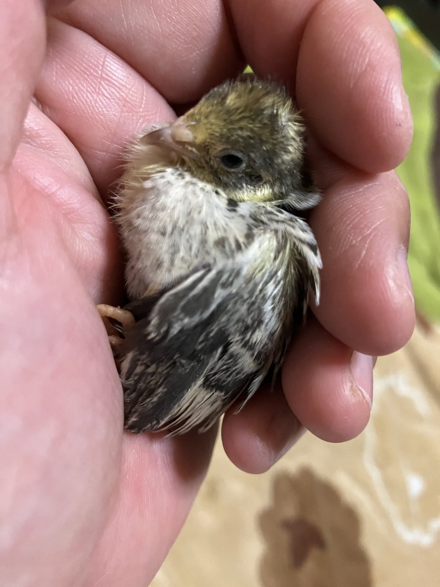 うずらさま確認ページ♡ ポポチョロ🐦💨 (@1b4fc39ec9e04d3) / Posts / X