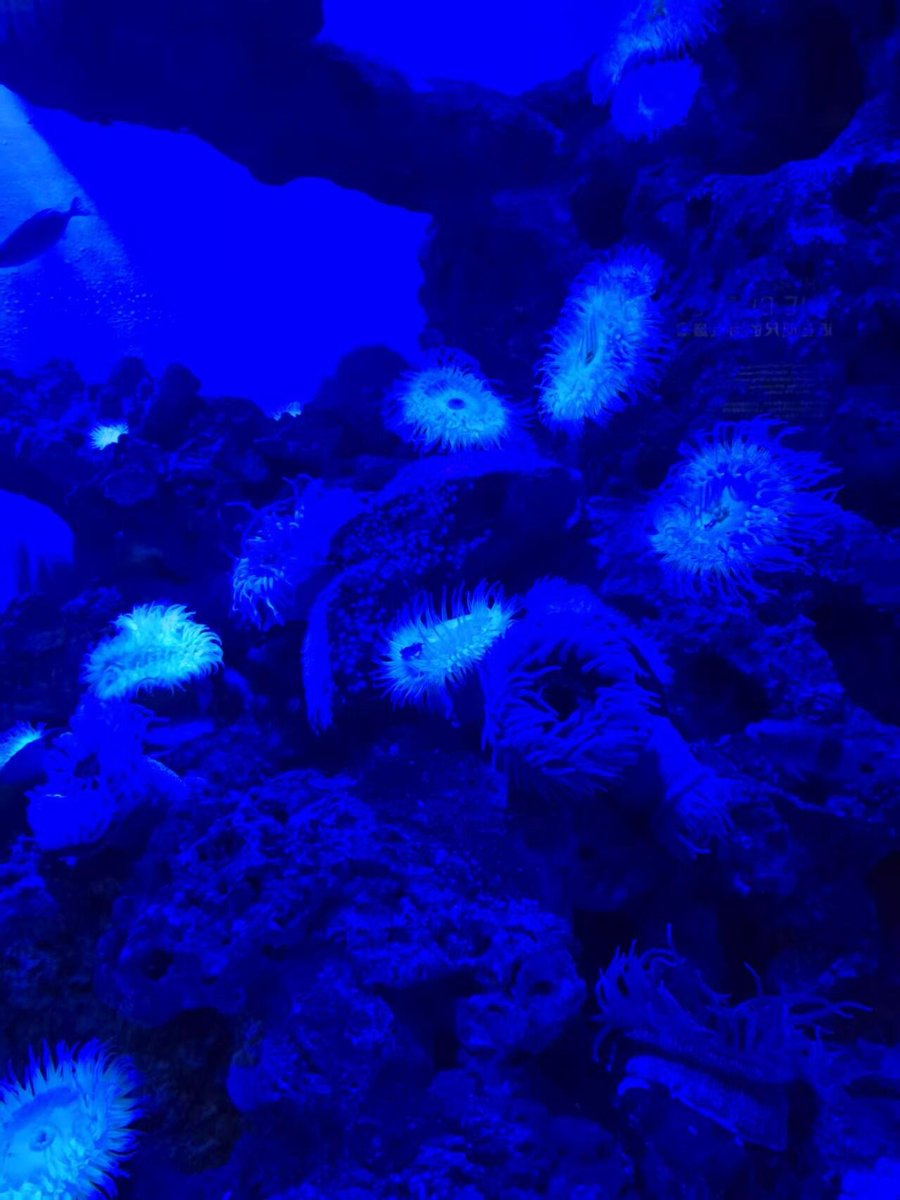 ChoiJi_a's tweet photo. Today, I visited the S.E.A. Aquarium on Sentosa Island. It was so beautiful, with the deep blue ocean and the free swimming fish. I really liked it #Ocean #DailyLife #Photography #BusinessTrip #Scenery #바다 #일상 #사진 #출장 #경치 ## https://t.co/ubbN3yoQdB