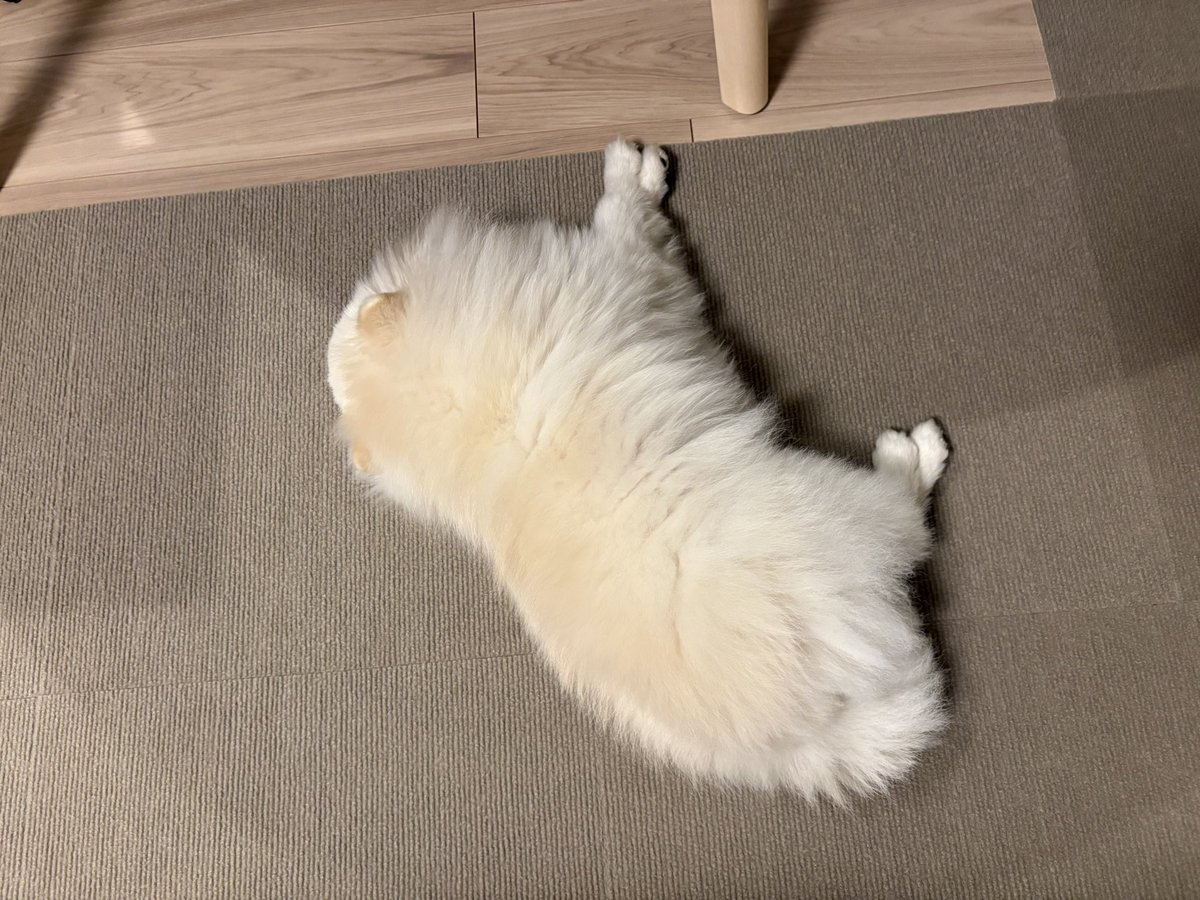 SugaH0822's tweet photo. 年の暮れ　落ちてる犬🐶

#ポメラニアン　#pomeranian
#犬との暮らし  #犬と幸せ  #愛犬
#포메��니안  #ぬいぐるみみたい　#もふもふ　#犬好き https://t.co/ysAhOascl5