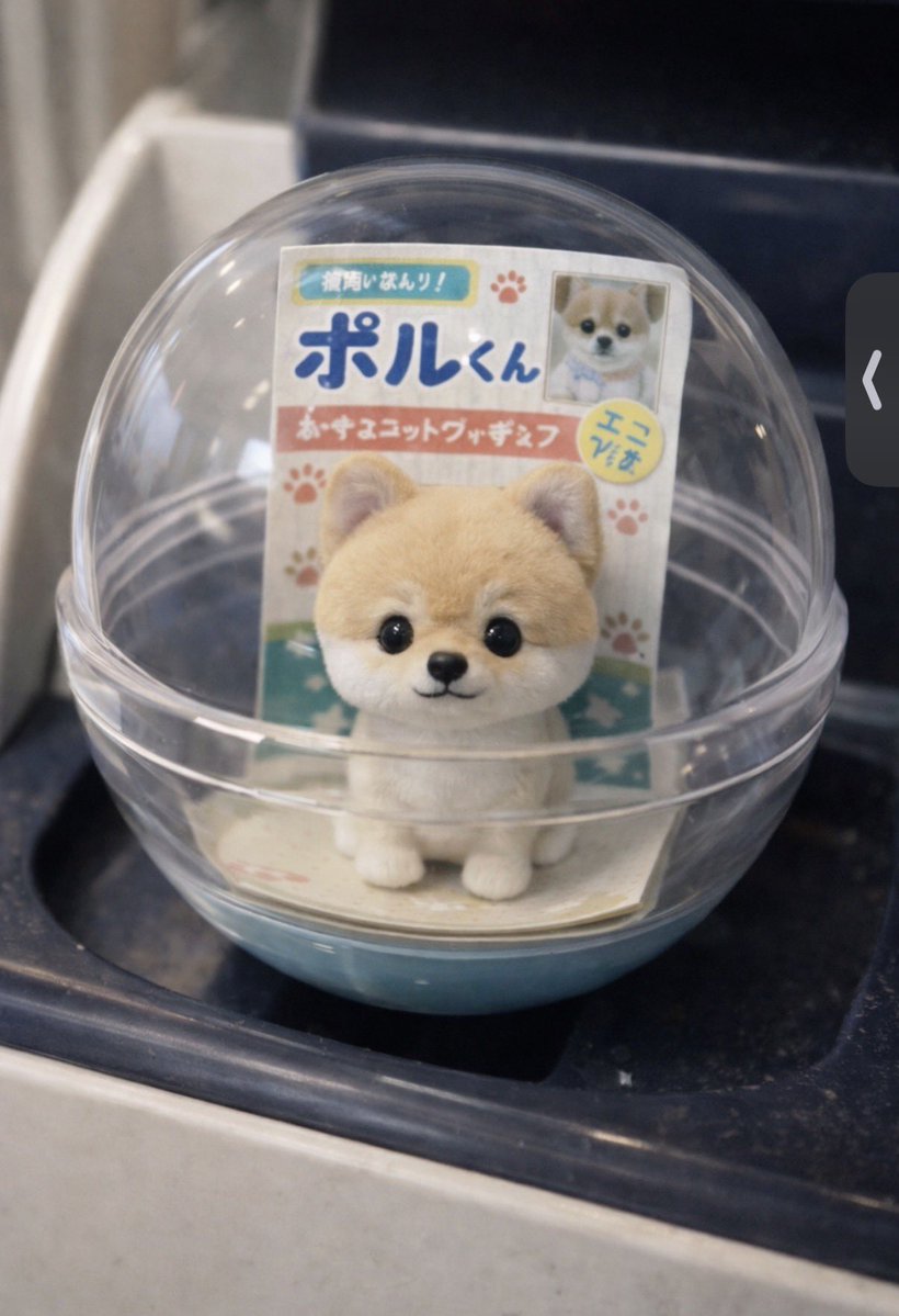 ポメポメページ 公式】As a Cutie Pomeranian(あずぽめ)@新メンバーオーディション開催