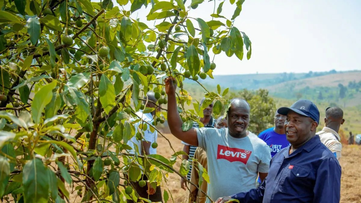 Ikiriho's tweet image. 🇧🇮#Burundi ✈️🥑#Avocado | Entre 200 et 300 tonnes d'avocats exportées chaque jour par l’entreprise  @burundiavocado de #Muyinga dans le nord-est du pays.

Selon un reportage de la @RTNBurundi, les avocats de la variété #Hass (Ruhere en Kirundi) notamment, sont chargés