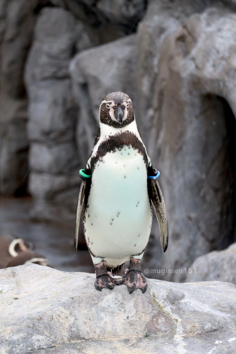 むぎ (@mugimugi_z) / Posts / X