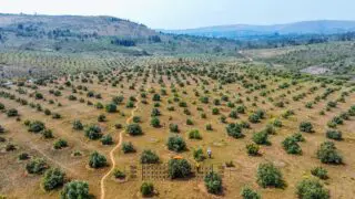 Ikiriho's tweet image. 🇧🇮#Burundi ✈️🥑#Avocado | Entre 200 et 300 tonnes d'avocats exportées chaque jour par l’entreprise  @burundiavocado de #Muyinga dans le nord-est du pays.

Selon un reportage de la @RTNBurundi, les avocats de la variété #Hass (Ruhere en Kirundi) notamment, sont chargés