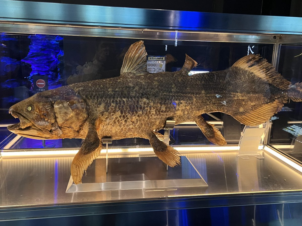 本日は一日お休みを頂いて #沼津港深海水族館 に #シーラカンス を見に