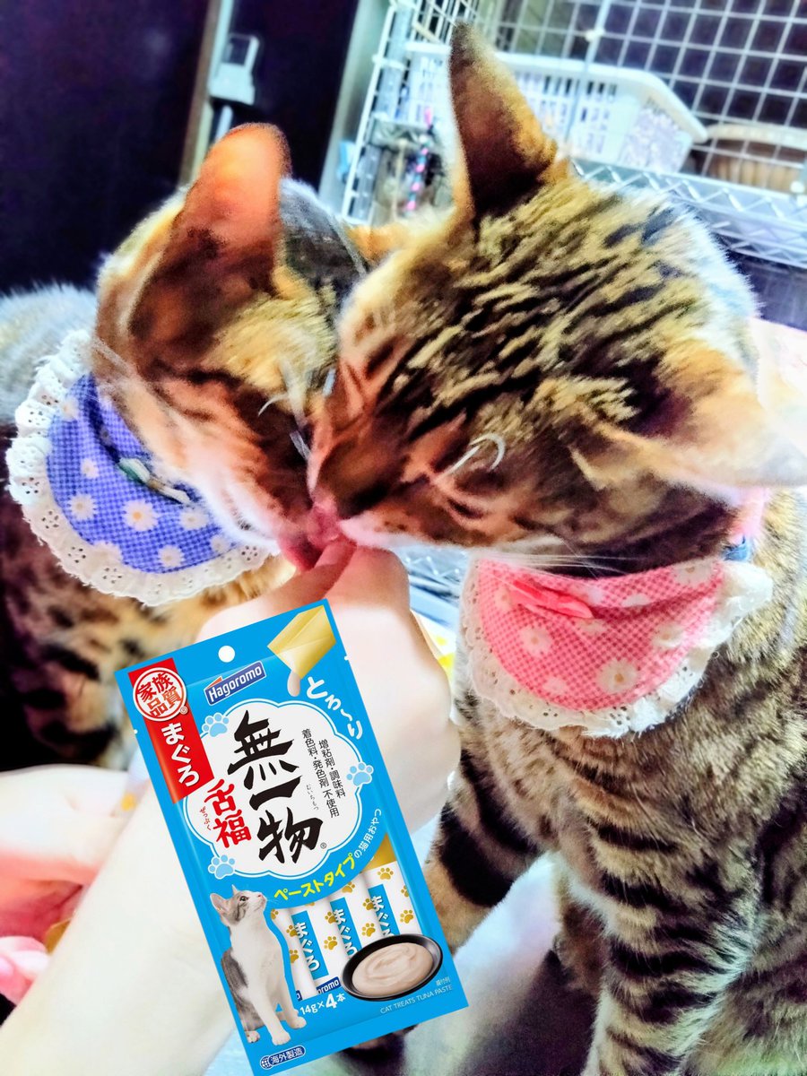 📌𝕏コミュニティ𓃠猫၈集会場𓃠今日のニャンコ🐱