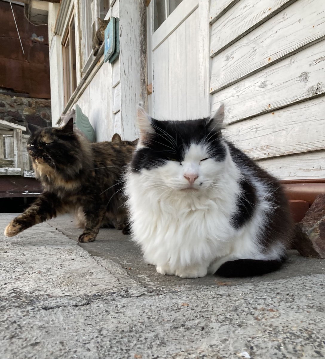 夕方の様子 出遅れたご飯係を、塀の上で待ち構えていたグレモフ😼 ダイ