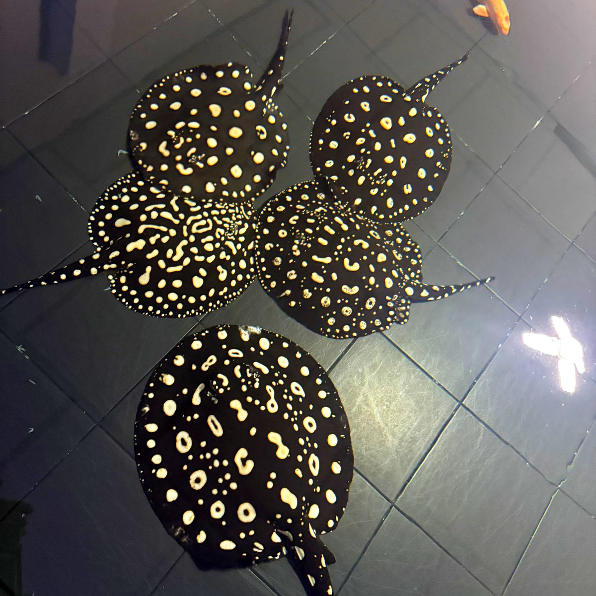 M_HappyFish's tweet image. จุดยิบๆเลอ