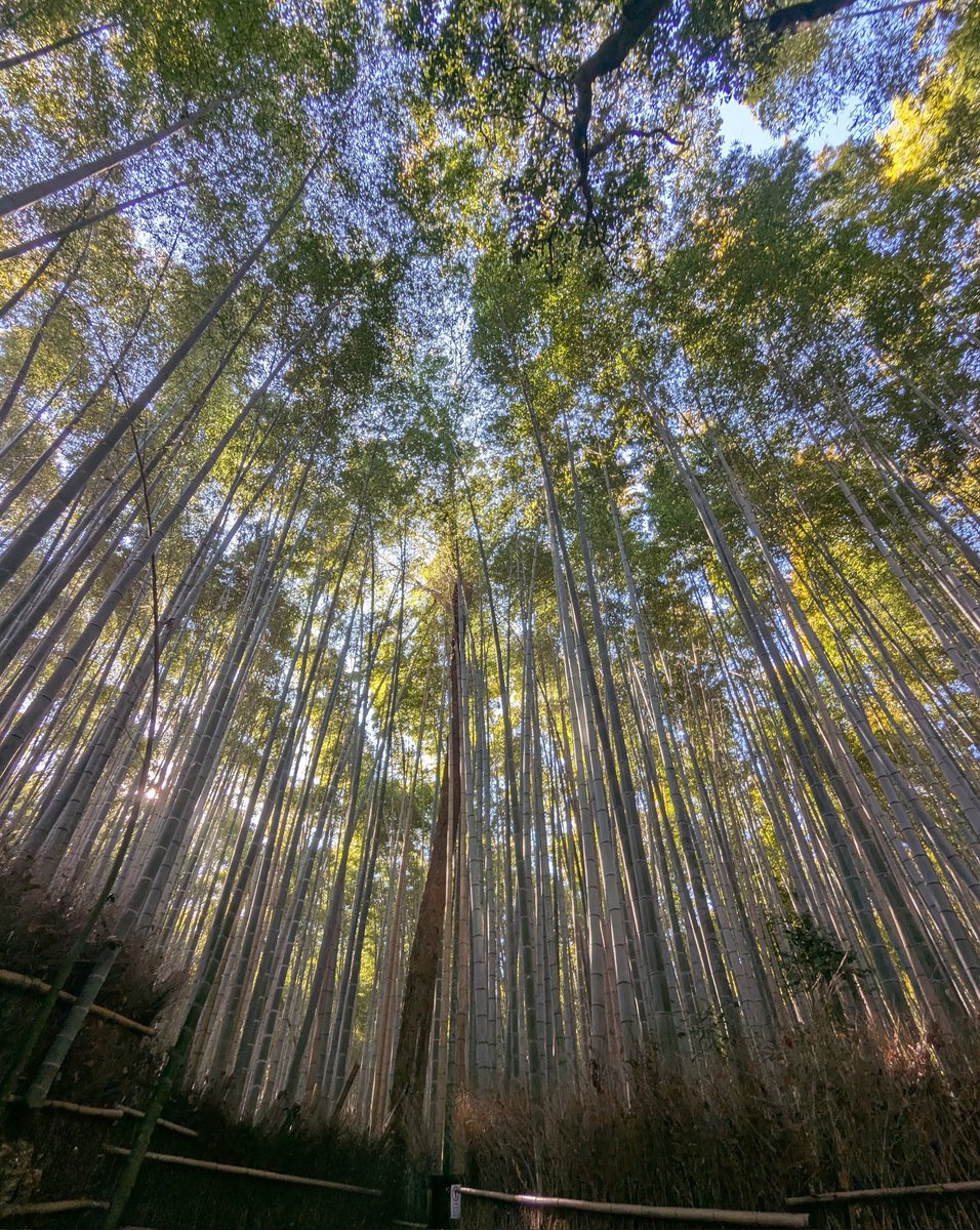 usako2020usako's tweet photo. 天龍寺〜竹林の小径 https://t.co/Yn0obANLkb