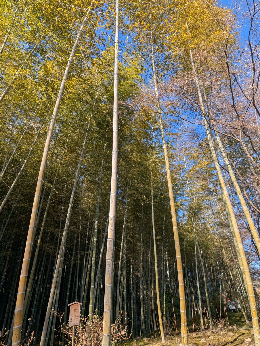 usako2020usako's tweet photo. 天龍寺〜竹林の小径 https://t.co/Yn0obANLkb