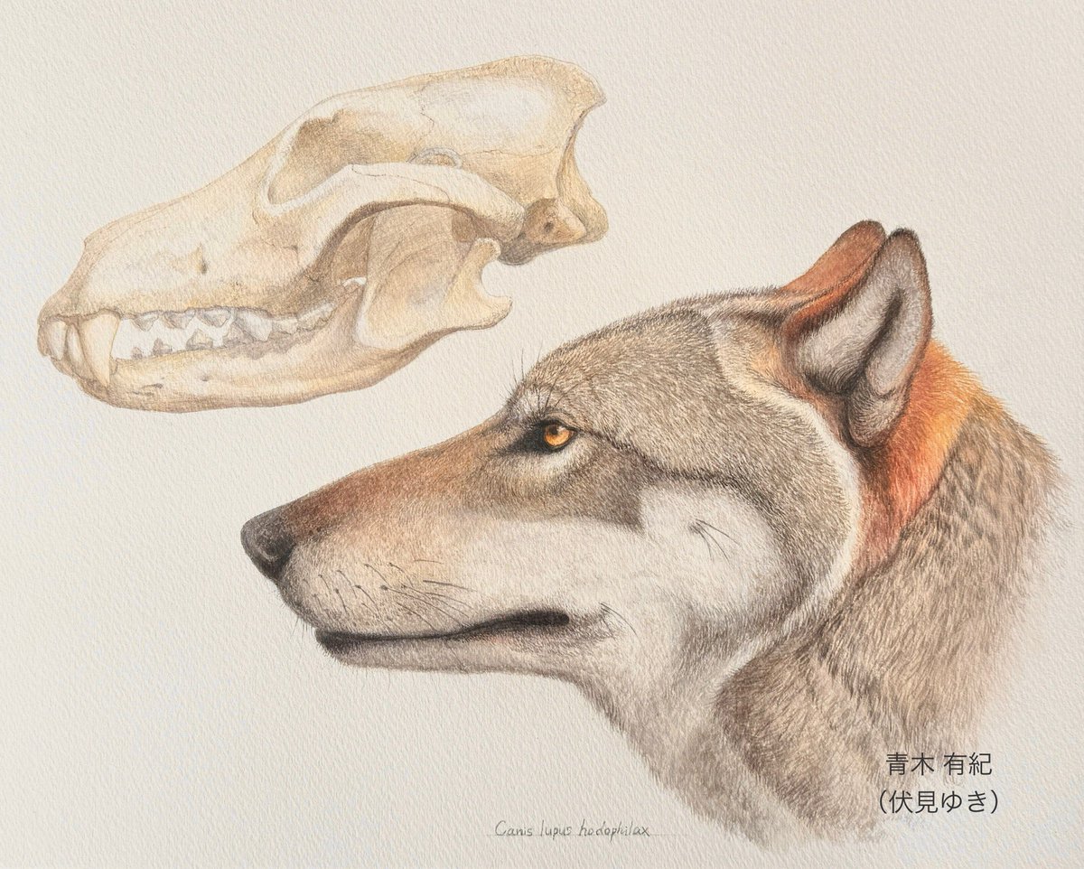 おおかみページ 本年もオオカミ＆ニホンオオカミまみれの楽しい一年でした🐺 #2025年
