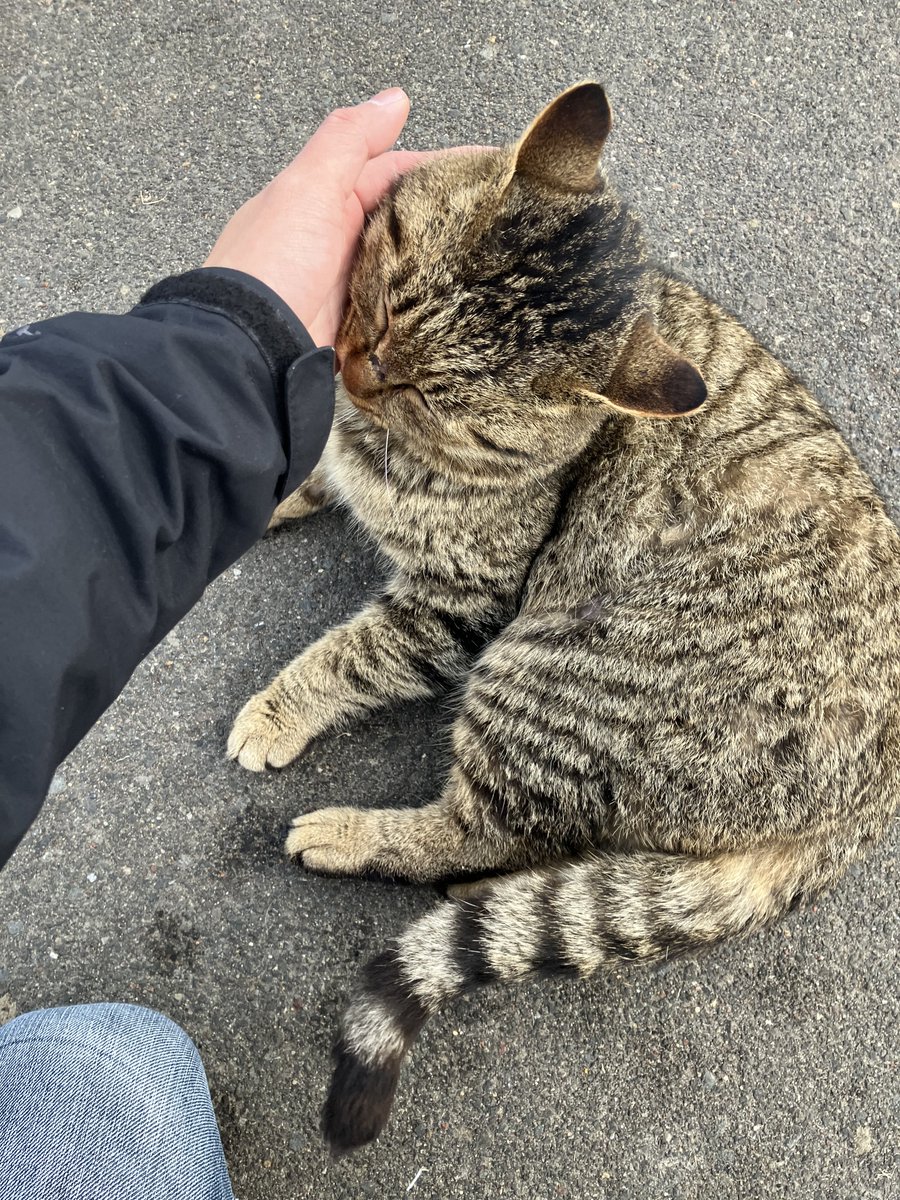 猫を外に出すな‼️なんだこのモフモフ😡