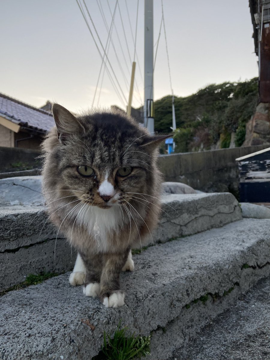 こちらもどうぞ😸 #田代島クロネコ堂 #猫島 #tashirojima #CatsOnX