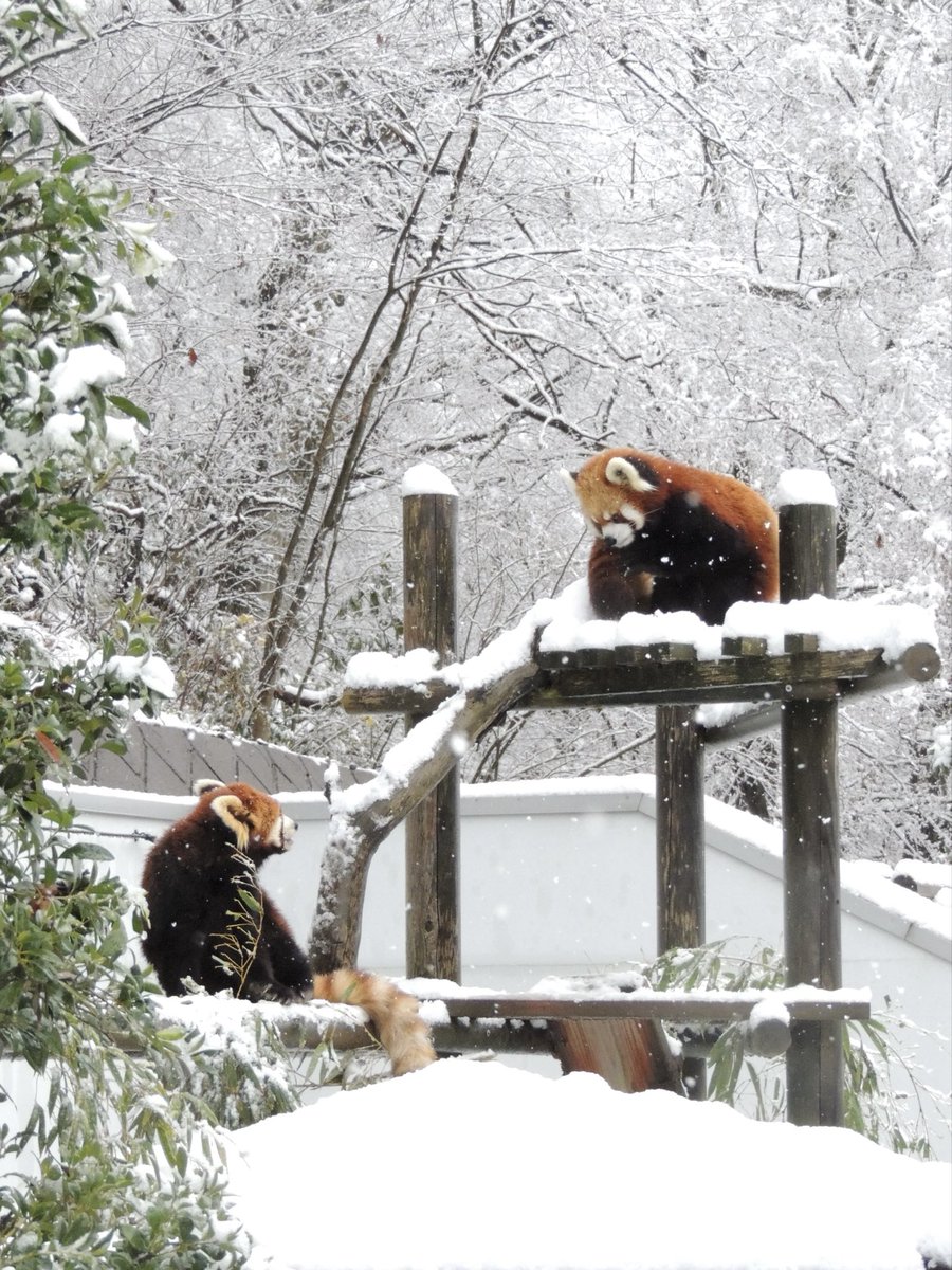 見つめ合う2人…♡

2025.12.26

#鯖江市西山動物園
#レッサーパンダ
#ティアラ #たいよう