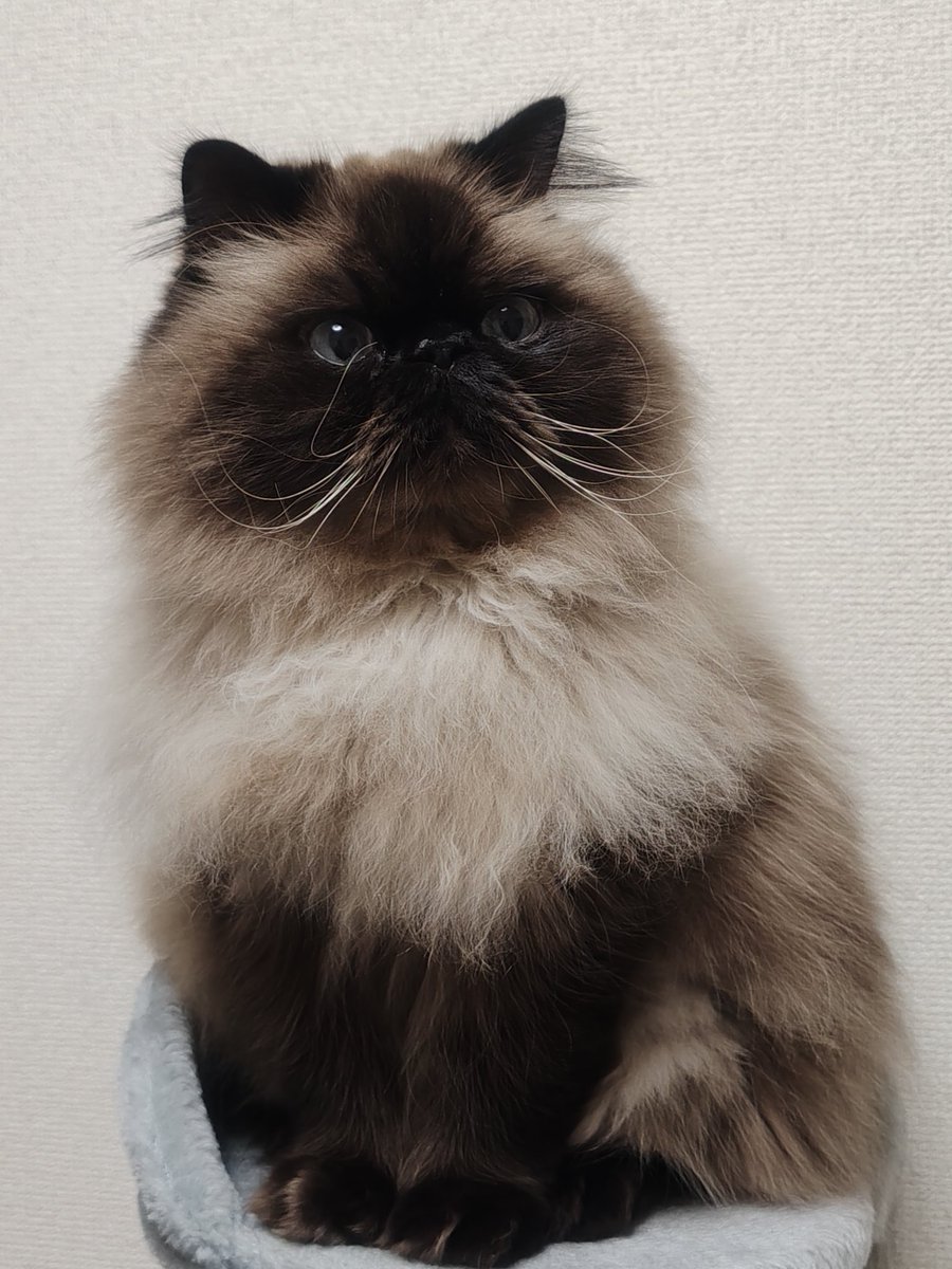 むぎ (@Mugi_is_No1) / Posts / X