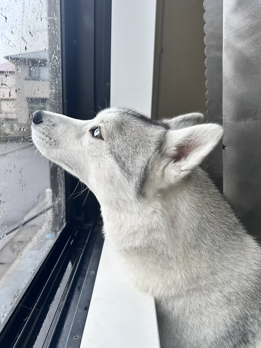 ︎✿あんず✿ハスキー (@husky_anz0516) / Posts / X