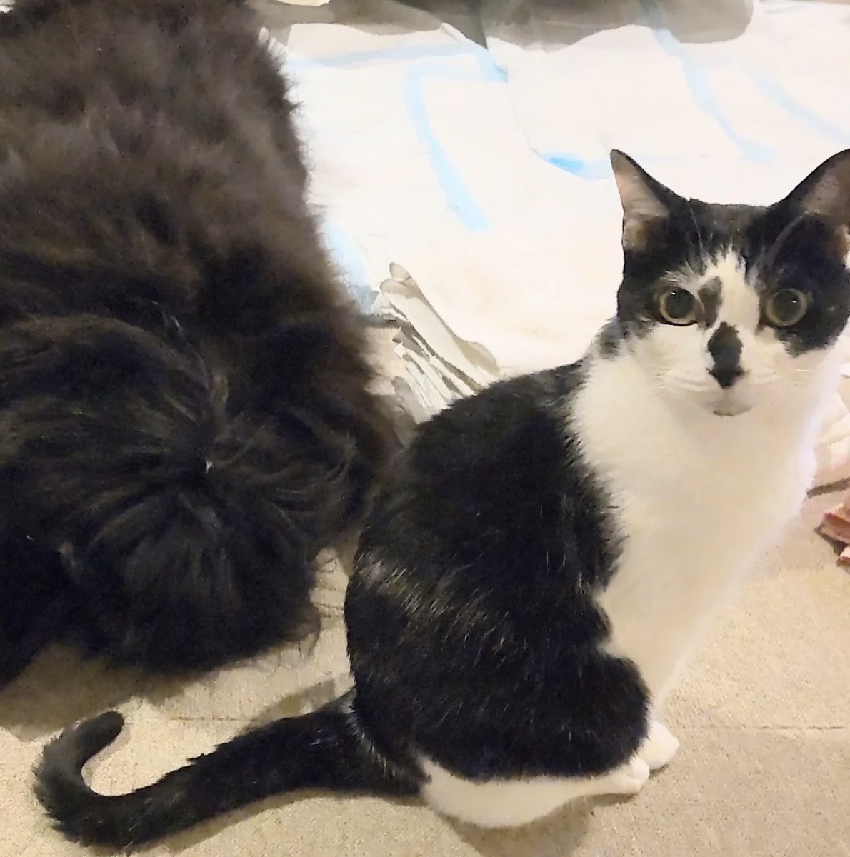 にゃん太通販+にゃっ展+にゃんにゃんBOX+猫十字 (@nyantashop) / Posts / X