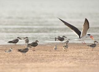 PIB_India's tweet photo. ▶️ 68th meeting of the Executive Committee of the National Mission for Clean Ganga (#NMCG) held with the objective of ensuring uninterrupted (aviral) and unpolluted (nirmal) flow of the #Ganga and its tributaries
▶️ Nature based Solutions and Avifauna Conservation Get a Fresh Push
▶️ For conservation of endangered bird species in the Ganga basin, a new project has been approved to protect breeding habitats of sandbar-nesting birds, including the Indian Skimmer
▶️ In line with #NamamiGange Mission–II, the project focuses on long-term monitoring, community participation, and evidence-based conservation
▶️ During the meeting, revised administrative and expenditure approvals were accorded to ensure the successful implementation and smooth operation of various projects across the Ganga basin states, so that project momentum is maintained and intended outcomes are effectively achieved
Read here: https://t.co/M6KIgLnPoz
@DoWRRDGR_MoJS
