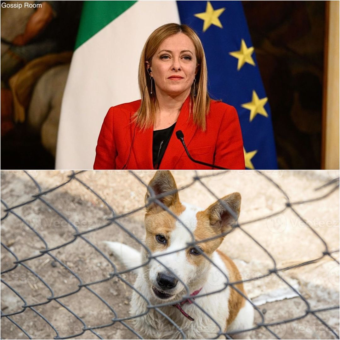 GossipRoomOff's tweet photo. 🚨 En Italie, toute personne reconnue coupable de violences volontaires ou de maltraitance envers un animal risque désormais jusqu’à 4 ans de prison, ainsi que des amendes pouvant atteindre 60 000€. 

Avec ces lois de protection animale les plus strictes de son histoire, le gouvernement italien affirme vouloir instaurer de véritables sanctions dissuasives et renforcer la protection des animaux les plus vulnérables sur l’ensemble du territoire. 

Avec ce durcissement pénal, l’Italie envoie un signal clair : les actes de cruauté envers les animaux ne seront plus tolérés et feront l’objet de poursuites sévères. 🐾🇮🇹 (via Viens on part loin)