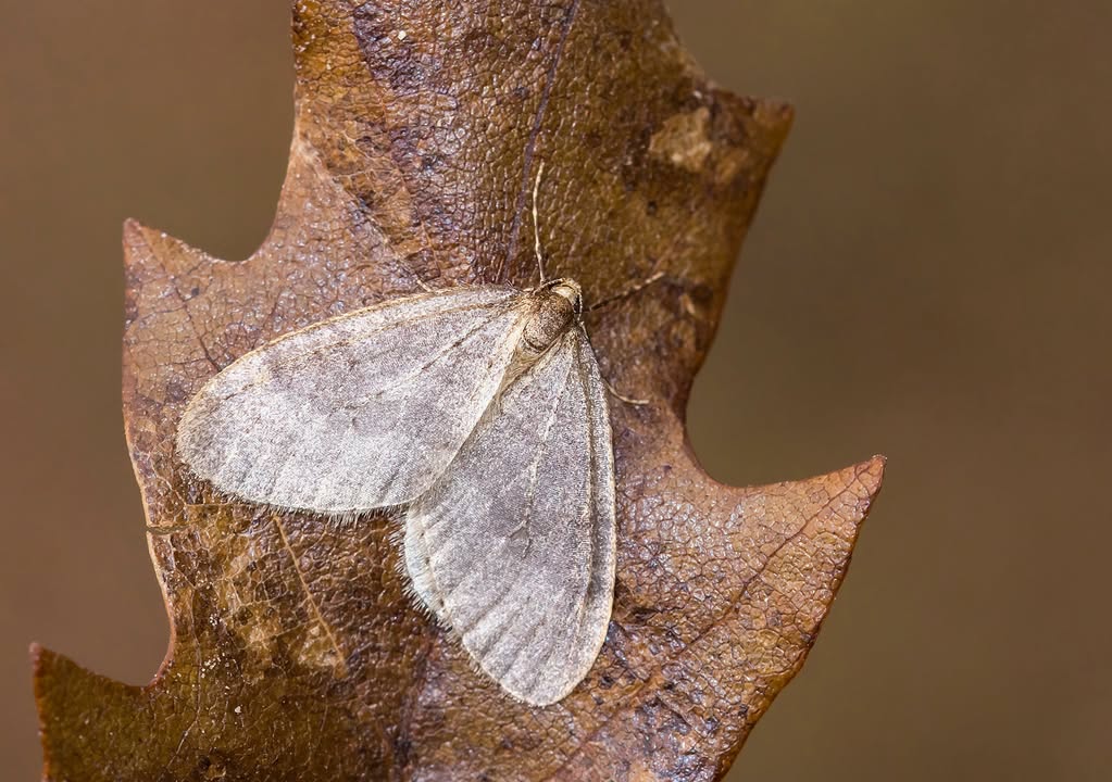 Butterfly Conservation 🦋 tweet media