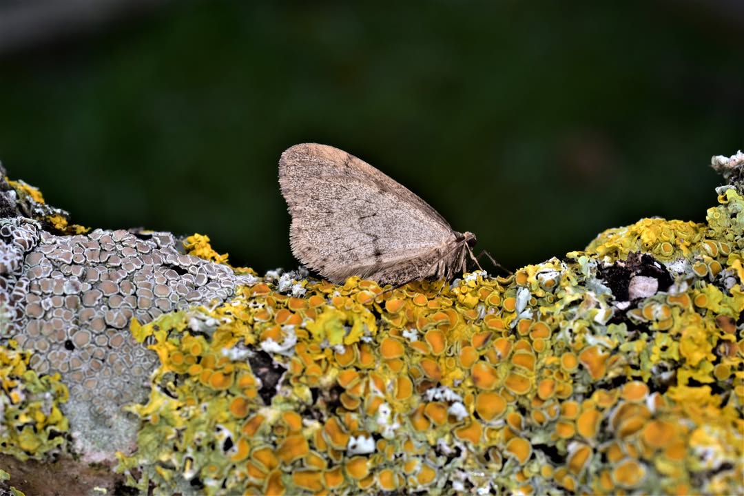 Butterfly Conservation 🦋 tweet media