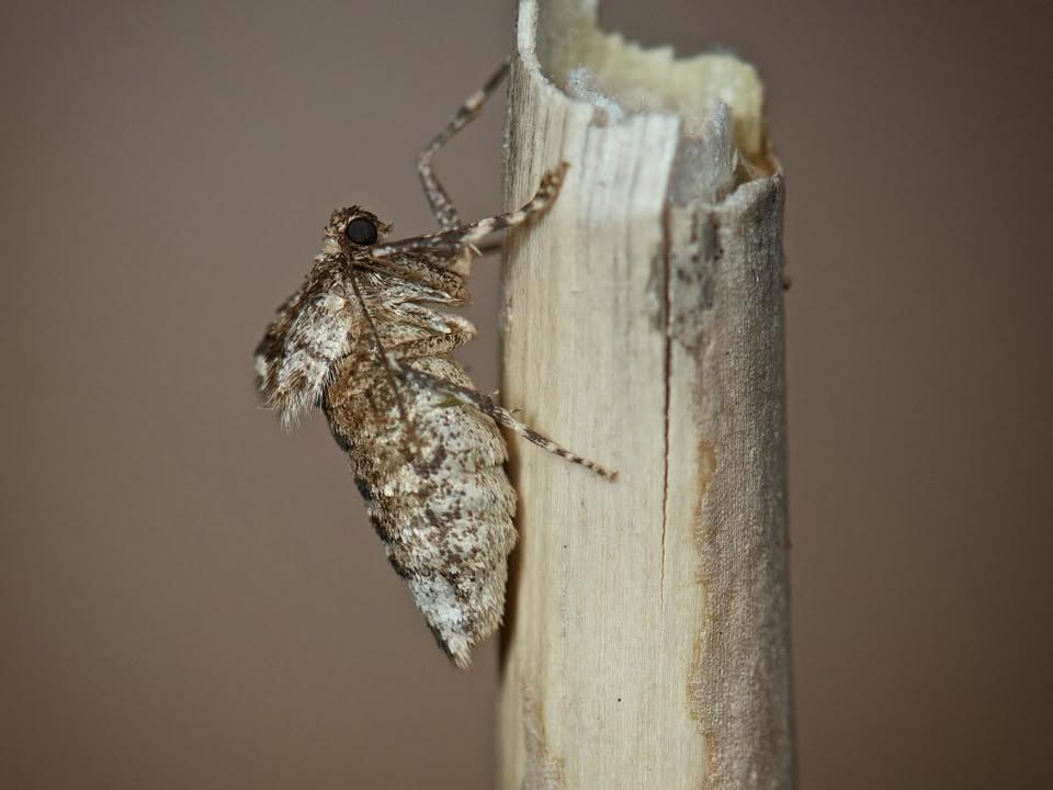 Butterfly Conservation 🦋 tweet media