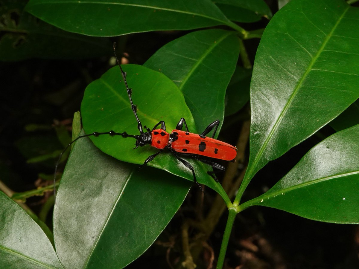 直翅類.jp【公式】 (@orthoptera_jp) / Posts / X