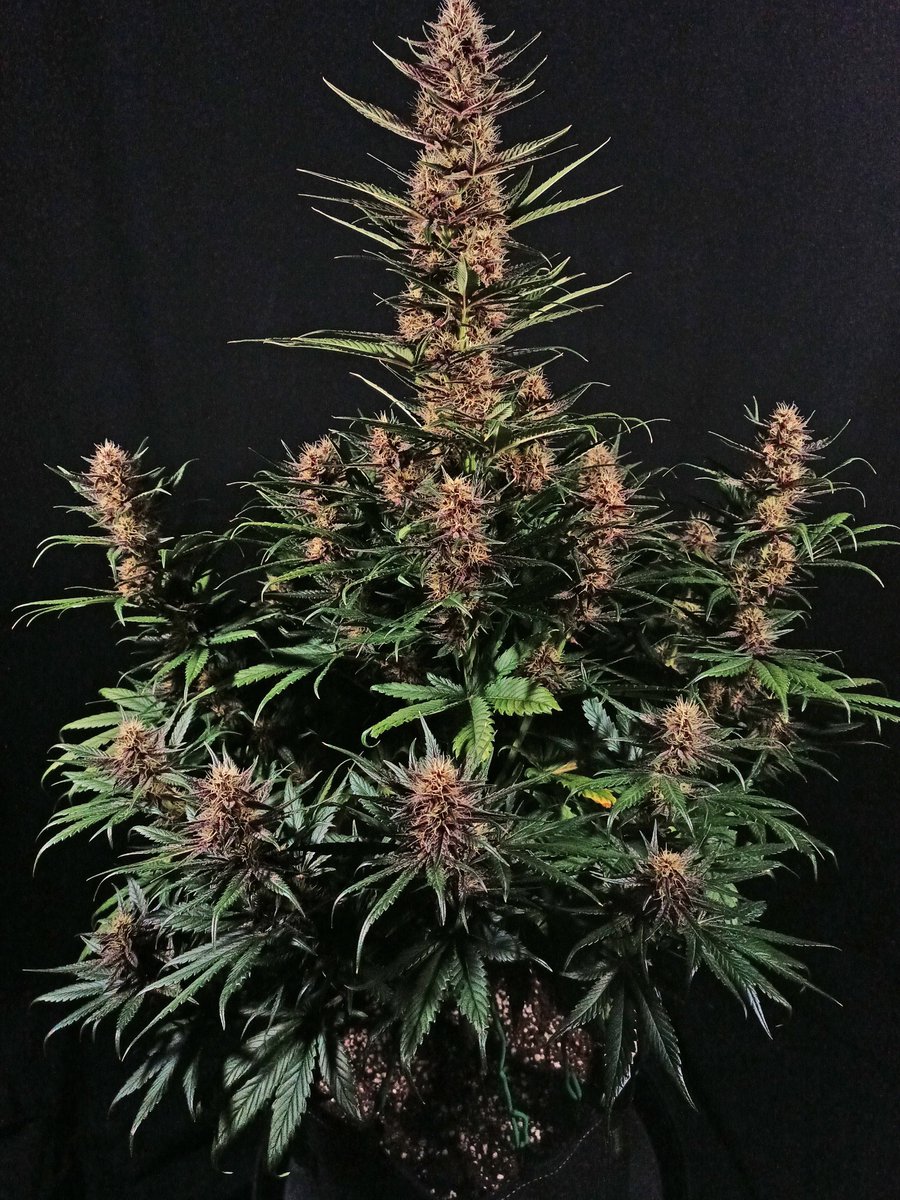 Fast_Buds's tweet image. 💨4⃣2⃣0⃣ XMAS HIGH GIVEAWAY 🎄💨
CAP + NEW LOGO SOCKS  TEXTILE POT +
10 seeds of your choice 🌱✨

You know what to do:
• Follow fast_buds
• Tag 3 friends
• Like + Retweet

We will announce the winners next week!
Good luck &amp;amp; Merry Highmas! 🤞🎄

Get 15% OFF with the code…