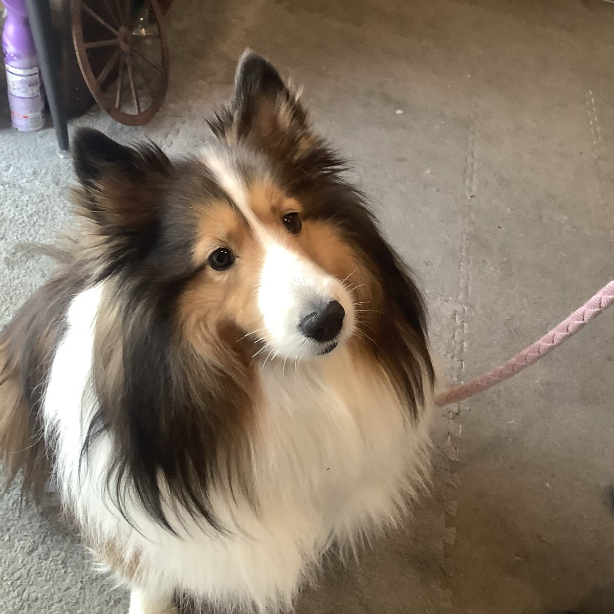 シェルティのかりんちゃんご来店ありがとうとございました❤️
お散歩中にたくさん種がついちゃったんだって😆エピソードまで可愛いかりんちゃん☺️
#シェルティ　
#ご来店わんこ　
#はらぺこ