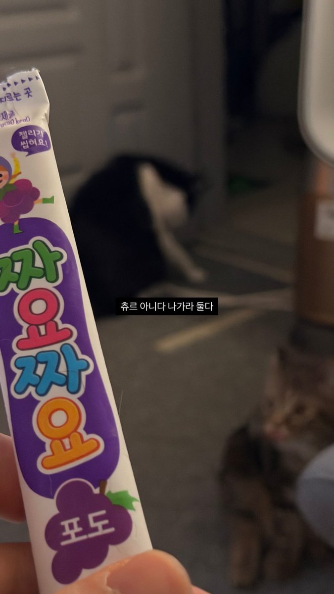 고양이들끼리 참 사이가 좋네요(?)