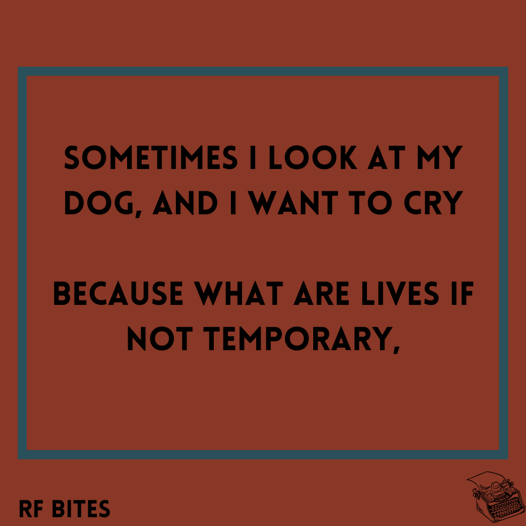 Roi Fainéant Press SUBS ARE CLOSED, JOES! tweet media