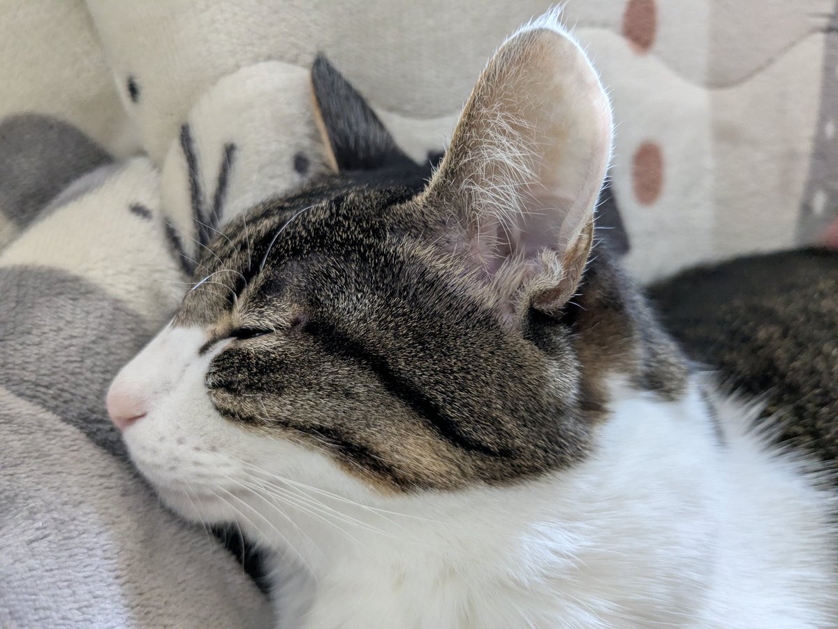 yama@猫飼っています　　修理、連絡ページ yama@猫飼っています 修理、連絡ページ yama@猫飼っています 修理