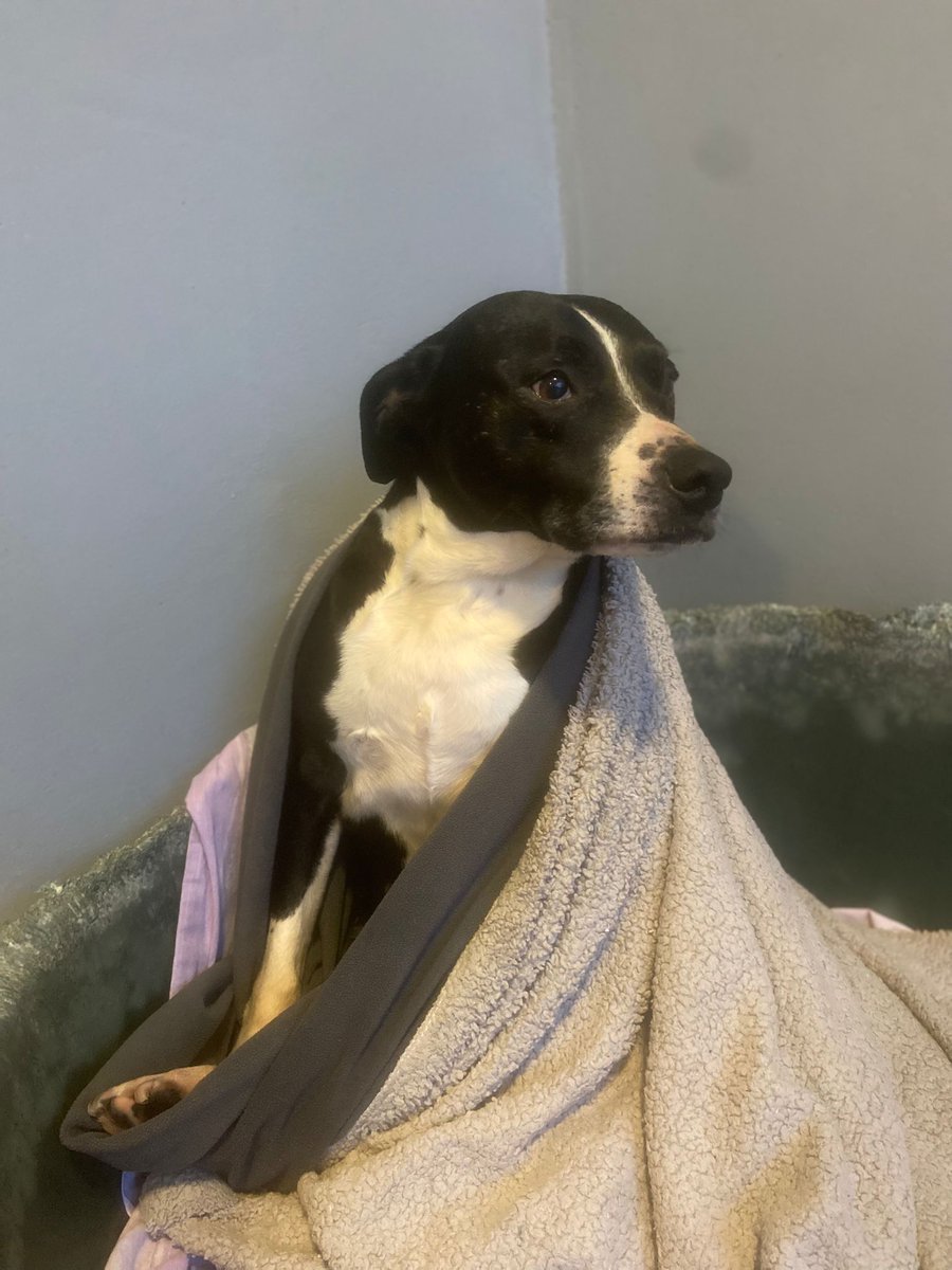 NSPCA Longford tweet media