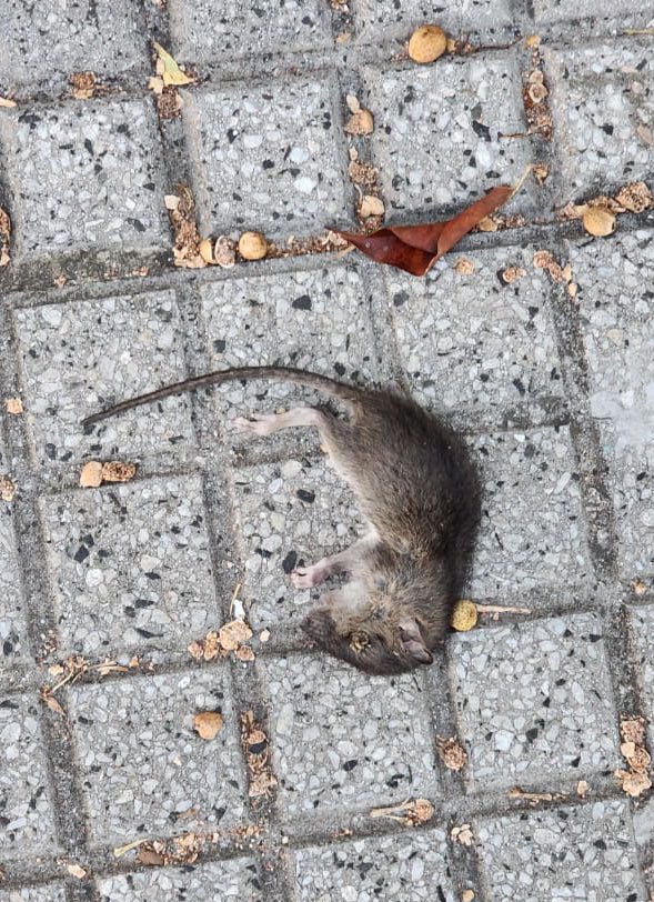 Representación gráfica del abandono en la Ciudad