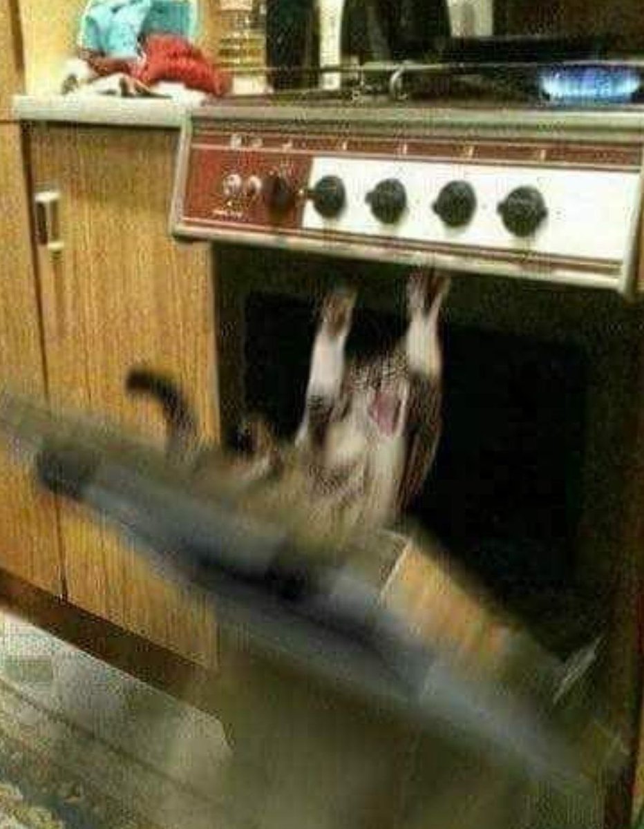 NoCatsNoLife_m's tweet image. 