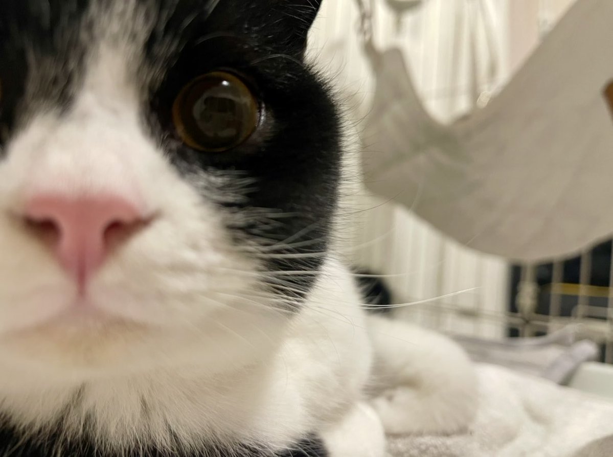 こたろう ⑥ 2024 Kawasaki Ninja ZX-6R 40th Anniversary Edition ABS