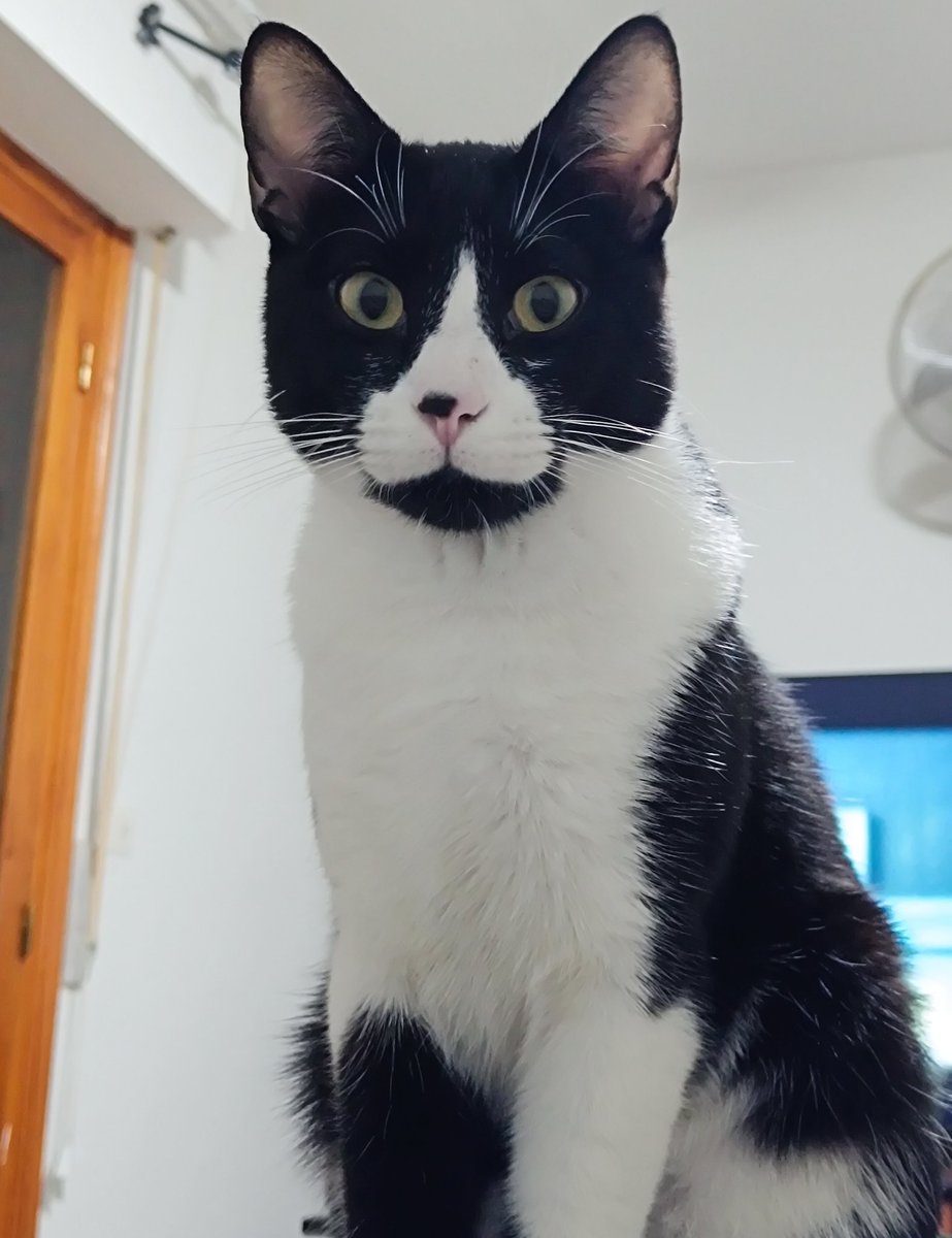 tinuviel_m's tweet image. Este bebé, cuando termina de jugar con sus juguetes, me los trae y me los deja cerquita, para q se los cuide 😍💜