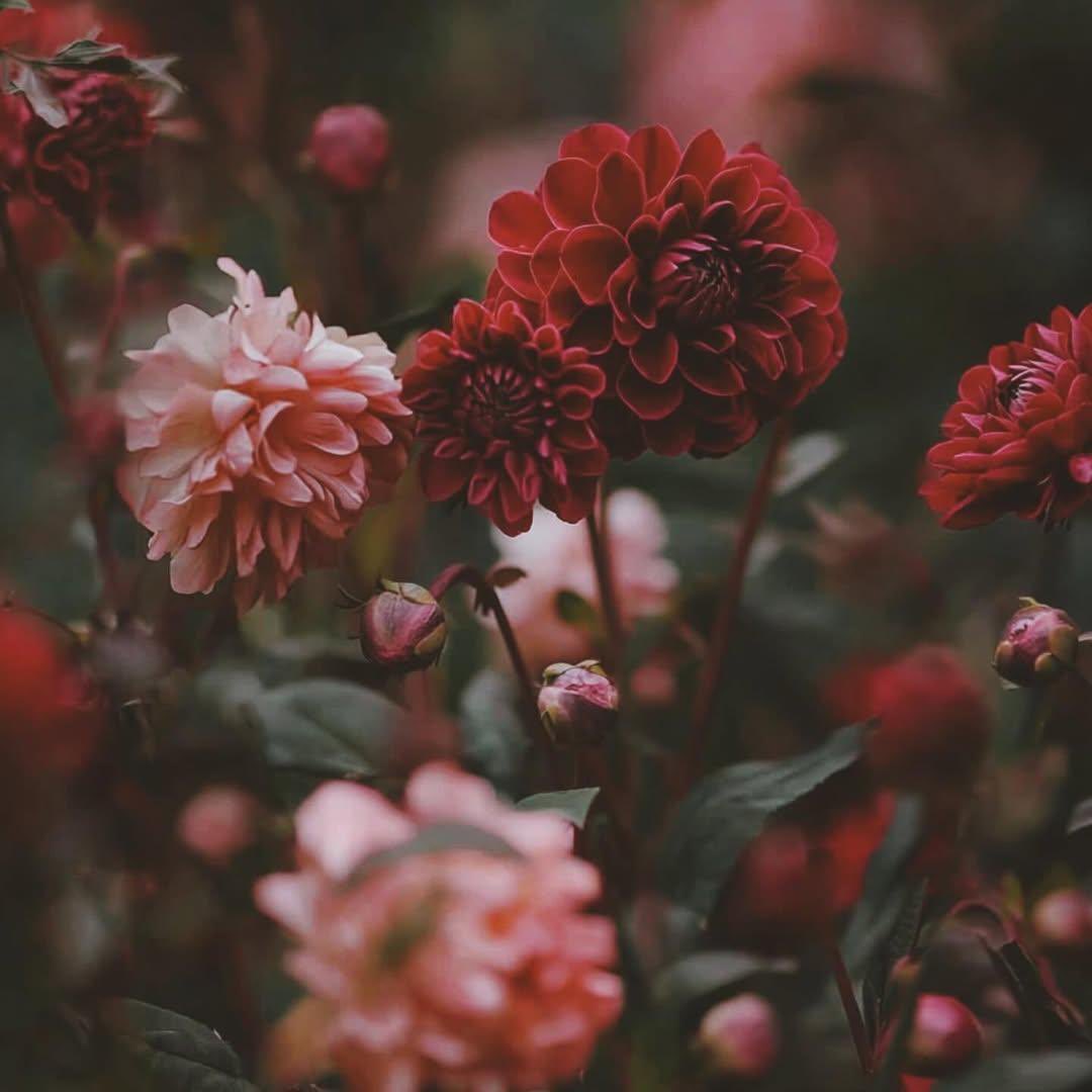 Qrmz_3's tweet image. ❤️