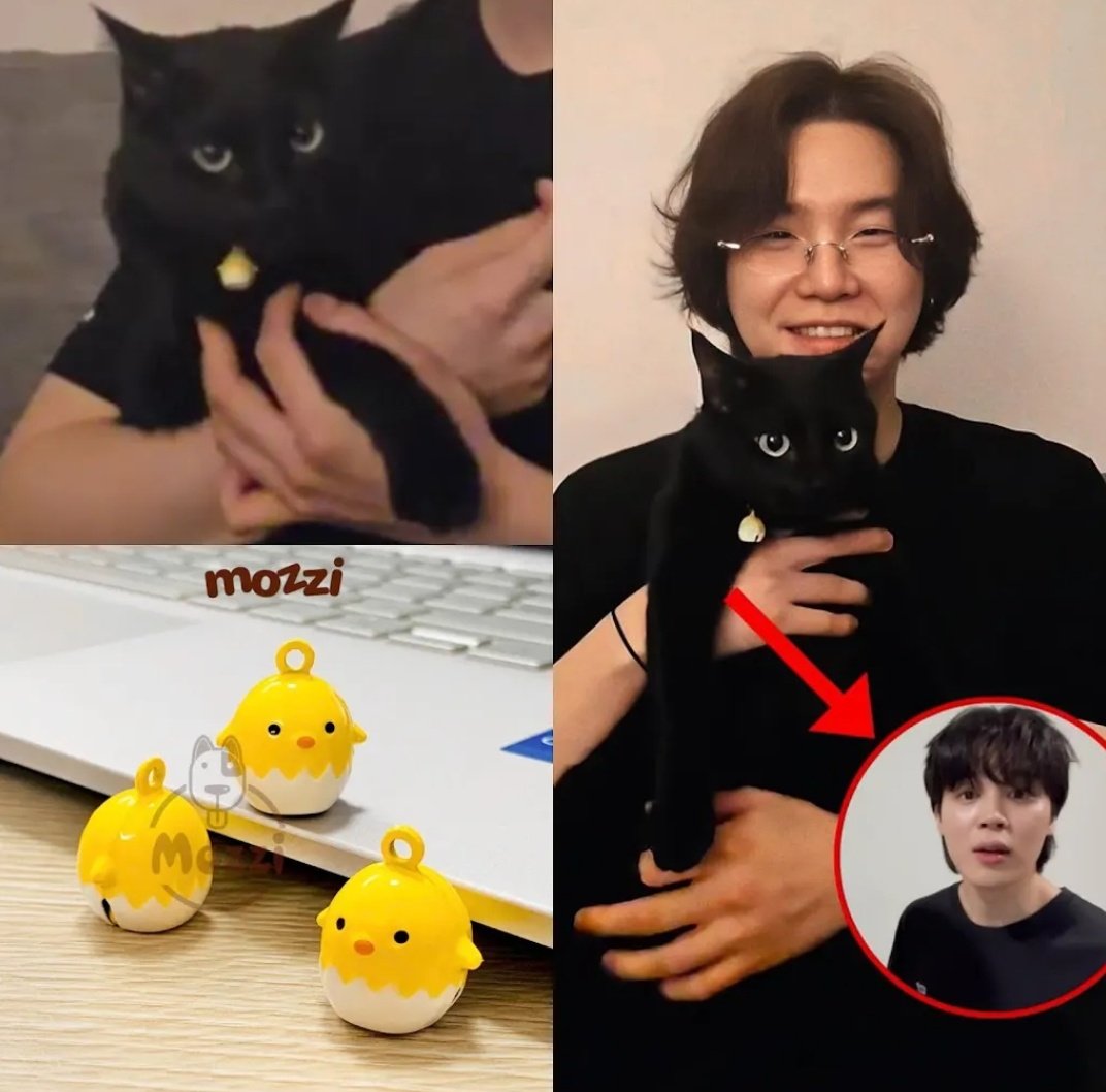 yoongi did his first weverse live in years Yoongi put the chick collar on his baby tangie and then came and introduced him to us 🐱🐥

By saying: 
🐱 he's 3 years old
🐱 Jiminie adores him a lot,

He showing their certificate to us publically that they are parents🤭
#yoonmin