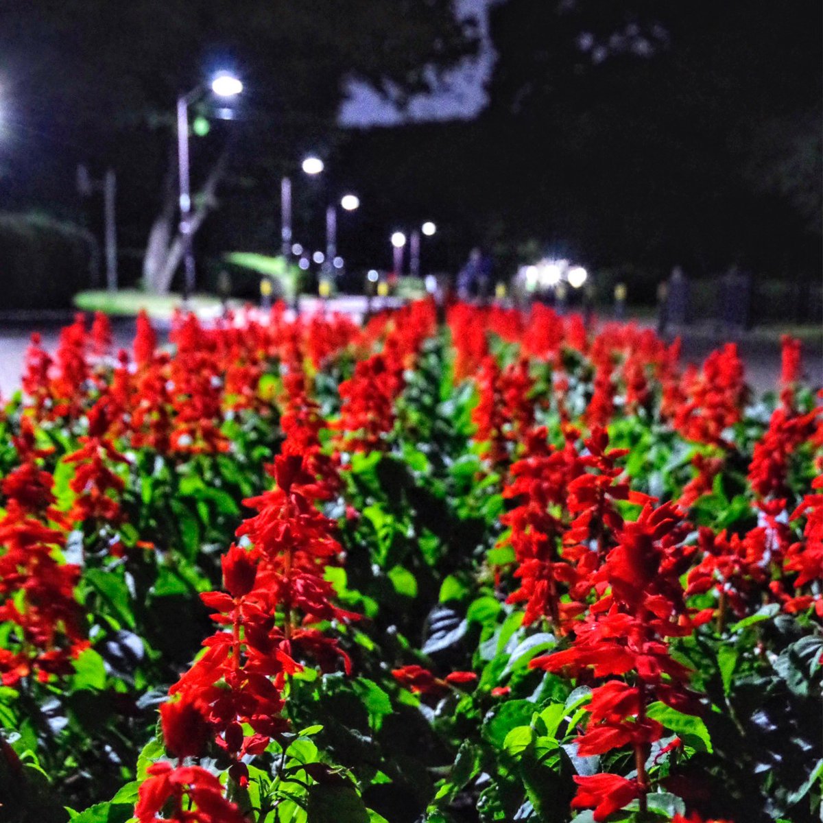 🆕⚔️
【Pre-release track｜Week 2】

🌹 KISSSSAKI
“Venus”

2025.12.30  0:00
Streaming Out

2026.01.14リリース
1st Full Album
『TOKYO SHOXX』より

三週連続・先行配信
第二弾。

※Album versionとは異なる別ver

▶︎ big-up.style/BrJzbn0f5V

Jacket photo by <a href="/koyankidesuten/">#koyankidesu展</a>