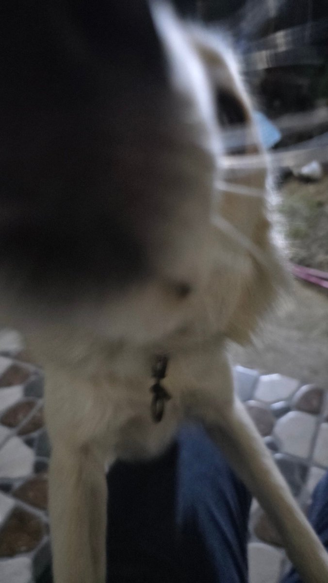 discryptency's tweet image. 🐶: Is this thing on?