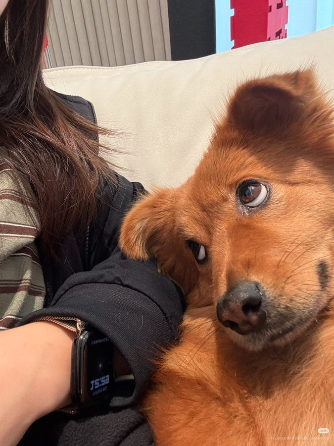 everything dogs 🐶 (@everythingdogss) on Twitter photo 