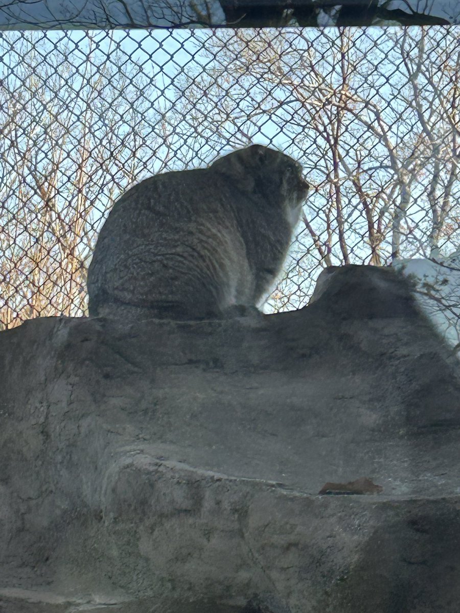 2025ありがとうにゃ

ローちゃんありがとねー

オマエシッカクナノジカクスルニャ！

無断転載禁止
All rights reserved