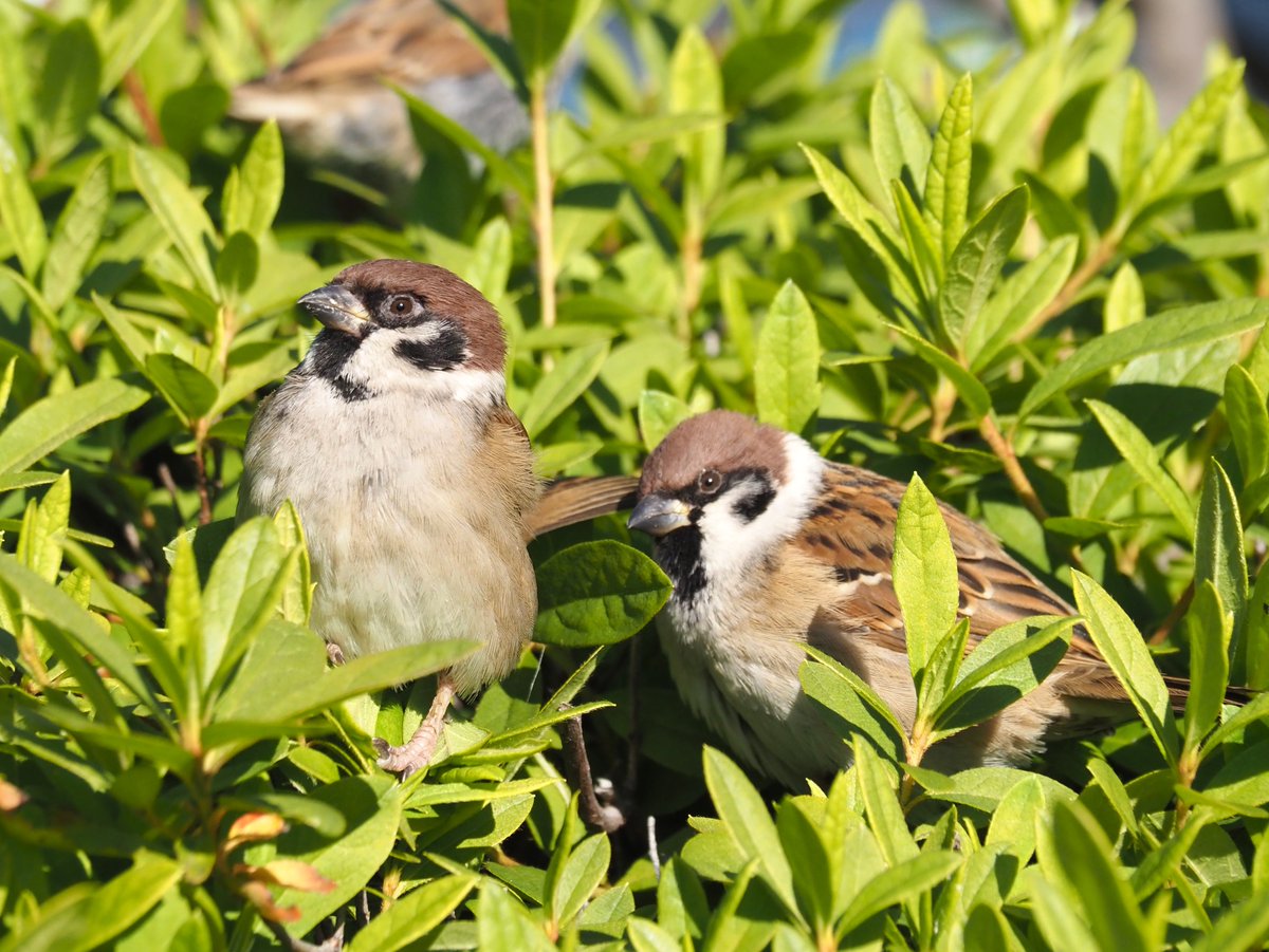 ちゅんちゅん チュー・チュー 3rd color | 中空工房 - ケンエレファント