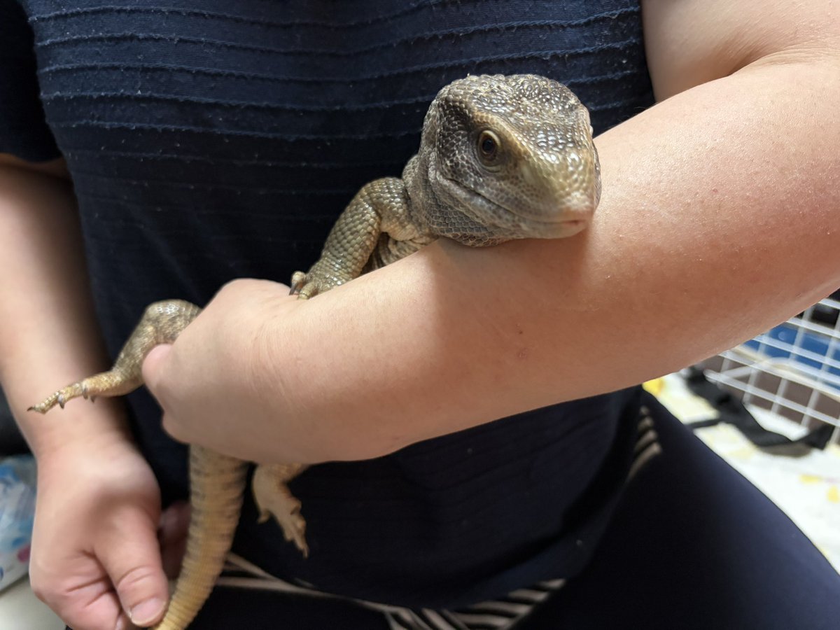 母さんがお迎えした暴走クソガキトカゲめちゃくちゃ大人しくなってる