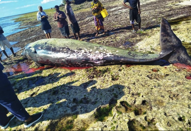 UnitedQuant's tweet photo. This whale named Asuka Takita has died yesterday due to plastic pollution, it's going crazy on the news

https://t.co/ropAGwwIcs https://t.co/1Tx1jqq9Tc